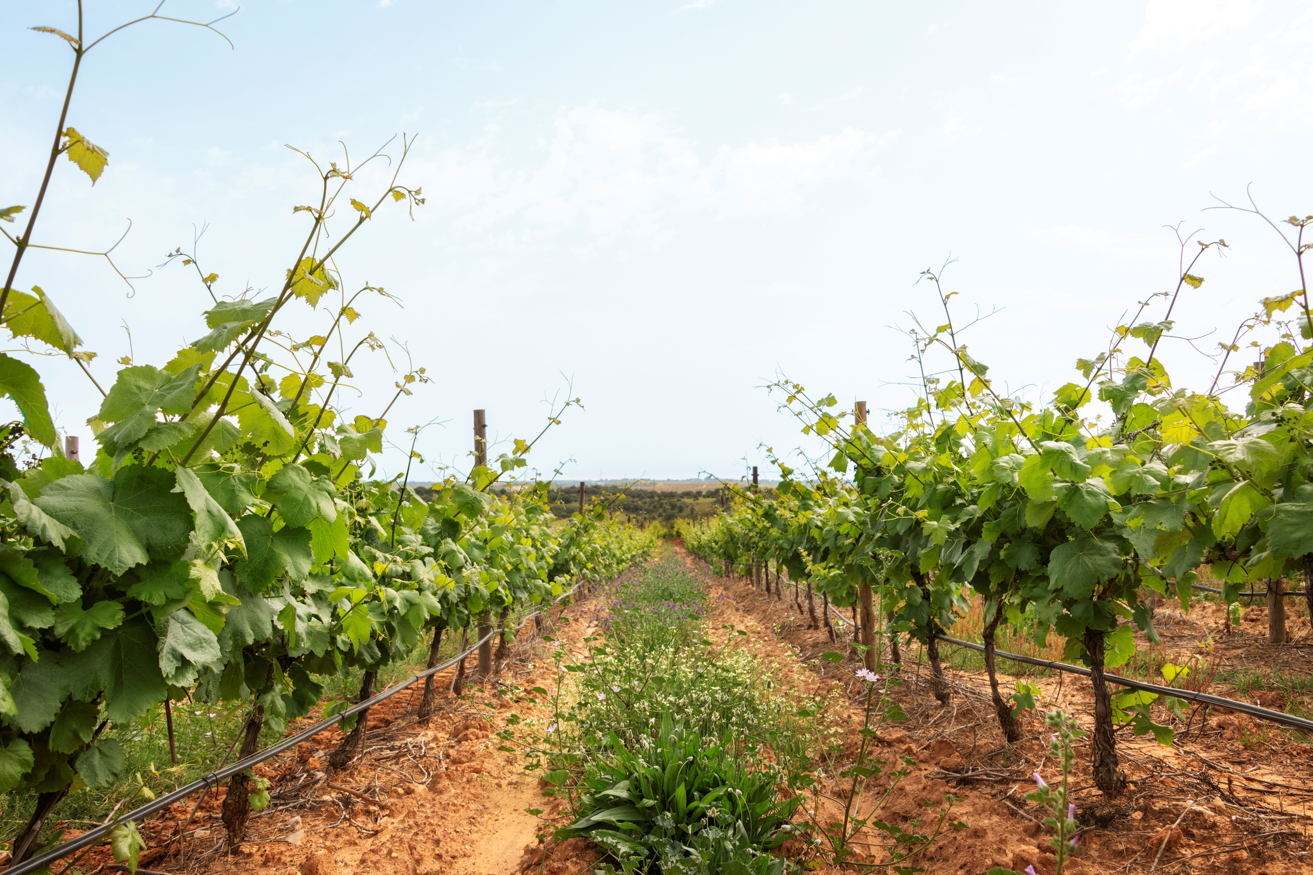 Vinhos do Algarve